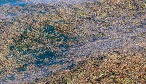 sargassum seaweed