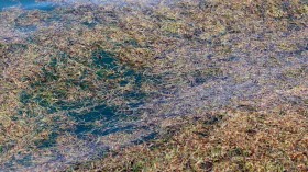 sargassum seaweed