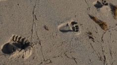 Dawn Finds Early Risers On Miami's Beaches