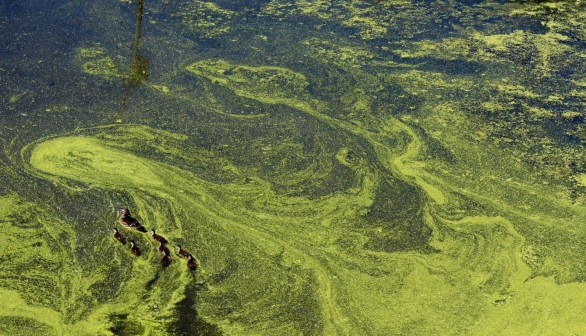 Pristine Minnesota Lakes Probed for Mysterious Algae Bloom