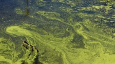 Pristine Minnesota Lakes Probed for Mysterious Algae Bloom