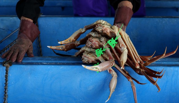 Snow crabs