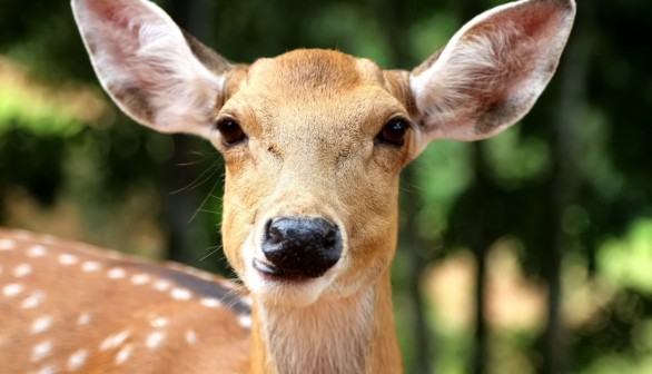 Utah Family's Dog Dies Following Severe Injuries From Unprovoked Deer Attack