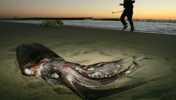 giant squid