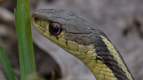 garter snake