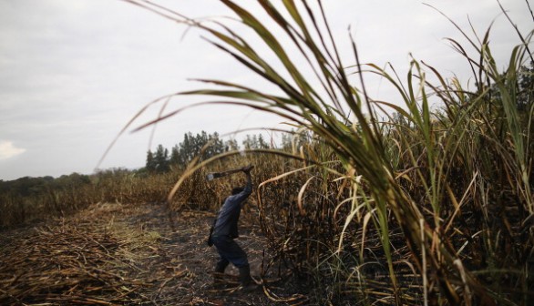 Sugarcane