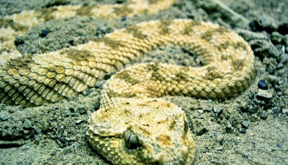 Rattlesnake Mistakenly Trapped in Arizona Home for Two Years with No Food Supply, Still Survived