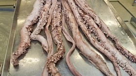 Photographer Chances Upon Juvenile 10-Foot-Long Preserved Giant Squid Floating Off the Tenerife Coast