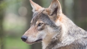 Endangered Mexican Gray Wolf Released 4 Years Ago for Biodiversity, Recently Found Dead