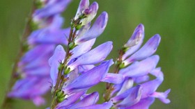 Rare Oregon Wildflower Might be Listed as 'Endangered' Within 12 Months