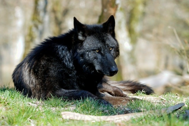 Black Wolf on Green Grass