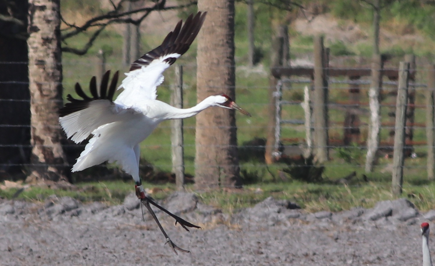 Endangered Whooping Cranes Migrating Spotted, Wildlife Management Area