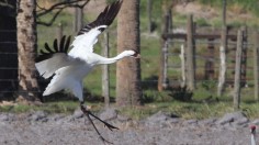 Endangered Whooping Cranes Migrating Spotted, Wildlife Management Area Temporarily Closed — Nebraska