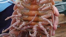 Giant isopod