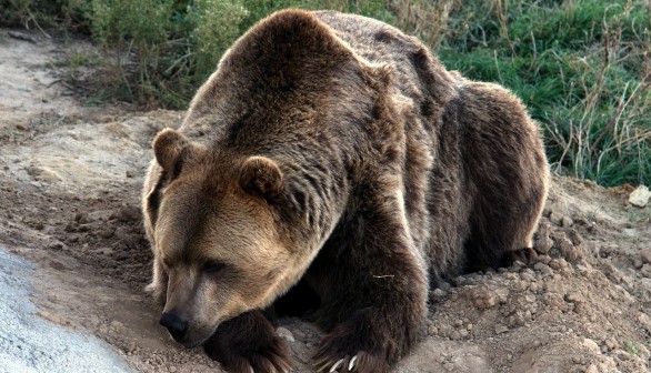 Enormous Grizzly Bear Weighing 450 Pounds Put Down in a Drive-By Shooting —Alberta