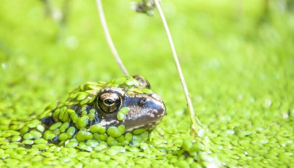 Minnesota Ponds Covered in Duckweed Causes Less Oxygen Production, More Greenhouse Gas Emissions