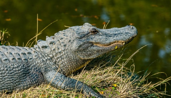 High Levels of Forever Chemicals PFAS Exposure Causes Adverse Immune System Effects on Cape Fear Gators