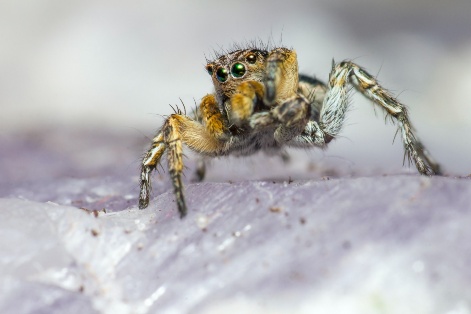 Jumping spider vs. hairstreak butterfly – Research News