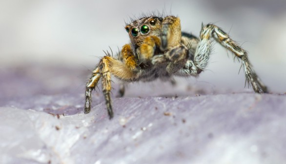 Jumping Spiders