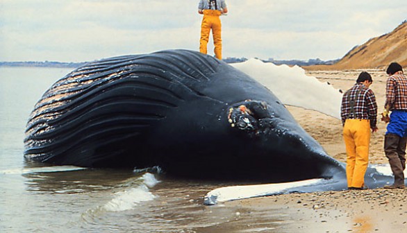 Young Female Humpback Whale Ballooning Carcass Found on Shores of British Columbia