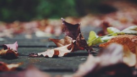 dried leaves