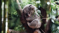 koala sleeping on tree branch