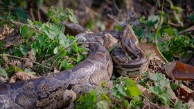 Missing Woman Found Dead in the Belly of a Python Caught in Rubber Plantation — Indonesia