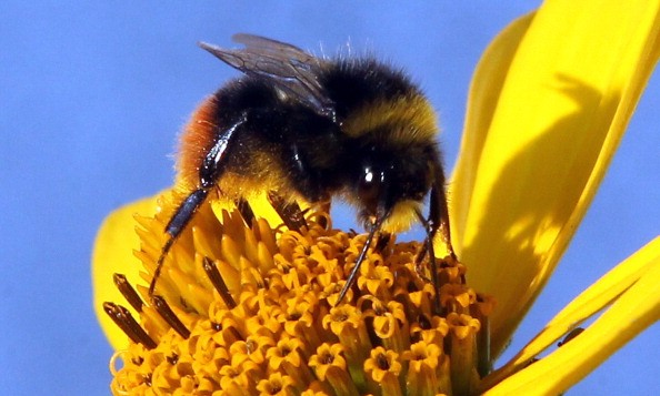 Bumble bees