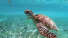 Dive with green sea turle in Moalboal, Philippines.