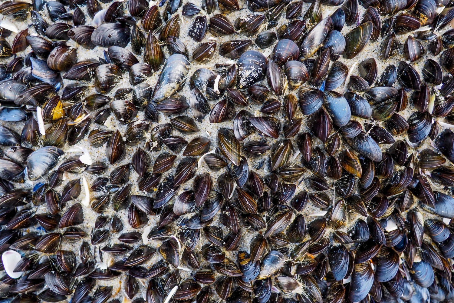 possible-paralytic-shellfish-poisoning-puts-hold-on-harvests-in