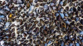 Possible Paralytic Shellfish Poisoning Puts Hold on Harvests in Vancouver Island Coasts