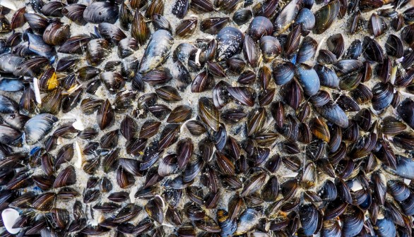Possible Paralytic Shellfish Poisoning Puts Hold on Harvests in Vancouver Island Coasts