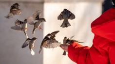 Spending Time with Birds Improves 8 Hours of Mental Well-being, Research Shows