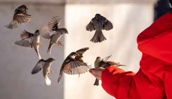 Spending Time with Birds Improves 8 Hours of Mental Well-being, Research Shows