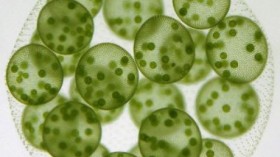 green alga Volvox carteri