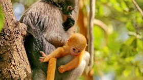 Halloween Treat: Endangered Leaf Monkey Born in Saint Louis Zoo has Pumpkin Hair