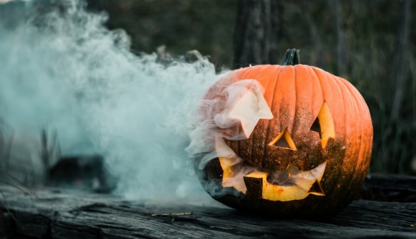 Halloween Pumpkins Discarded on Countryside Hurts Hedgehog Hibernation Survival 