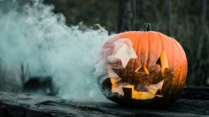 Halloween Pumpkins Discarded on Countryside Hurts Hedgehog Hibernation Survival 