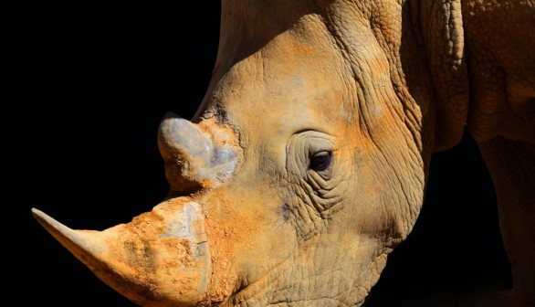Rhinos with Shorter Horns have been Surviving Hunts for the Past 100 Years