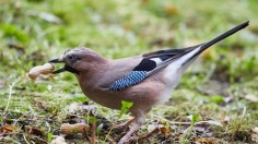 Eurasian jay