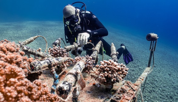 Black and Deep-Sea Coral, Warm Waters, Ocean