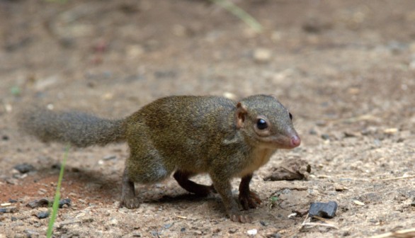 Northern Treeshrew