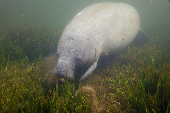 World's largest known seagrass forest found in the Bahamas