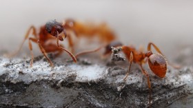 fire ants