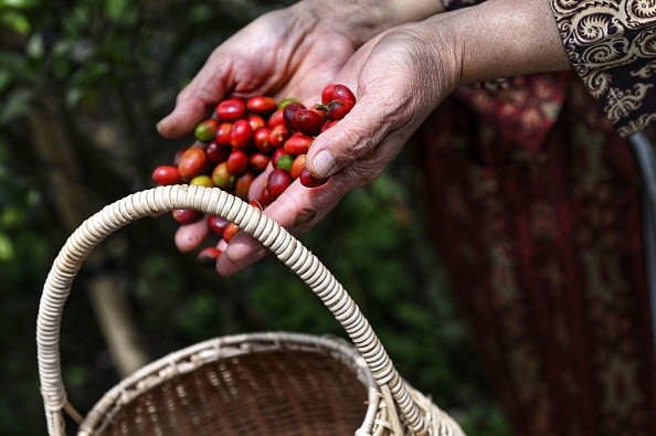 INDONESIA-AGRICULTURE-COFFEE