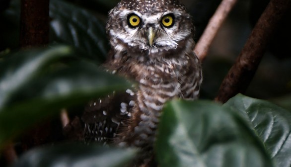 An owl sitting on a tree branch.