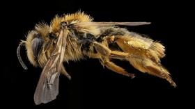 This Weird New Bee Species From Australia Looks Like a Dog