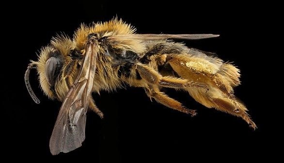 This Weird New Bee Species From Australia Looks Like a Dog