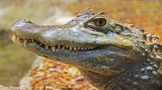 Washington Man Who Sleeps in Container with Pet Alligator Goes Missing Along with Young Cow