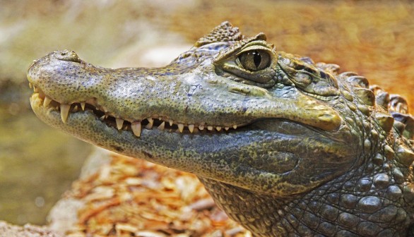 Washington Man Who Sleeps in Container with Pet Alligator Goes Missing Along with Young Cow